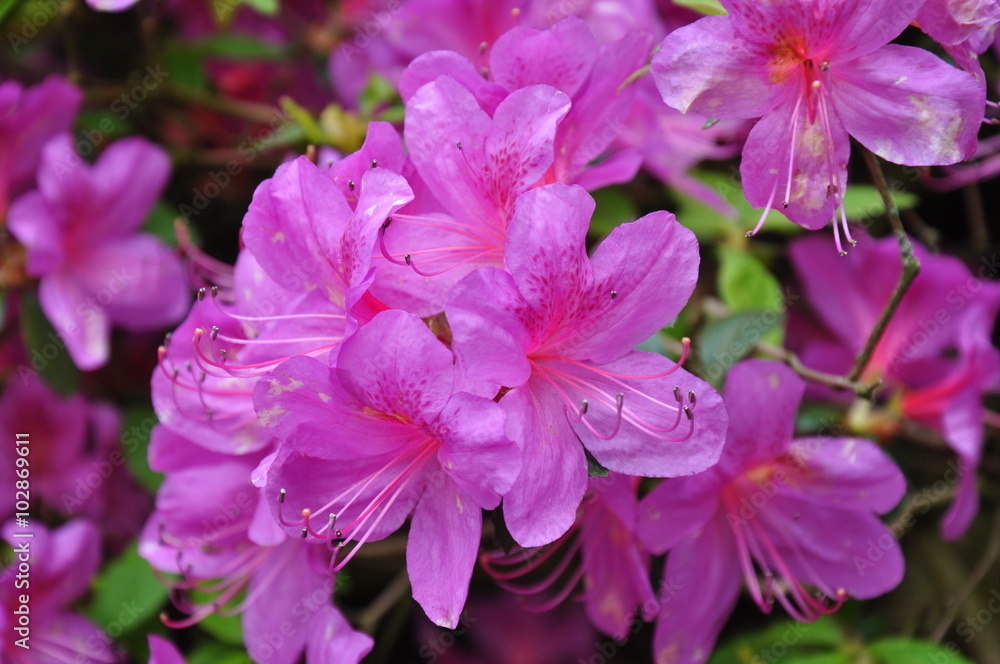 Rododendron Rododendron