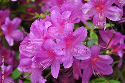Obraz w ramie Rododendron