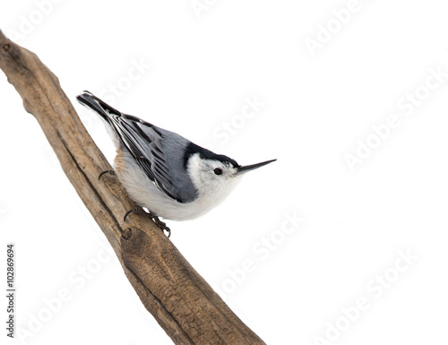 White breasted Nuthatch (Sitta carolinensis)