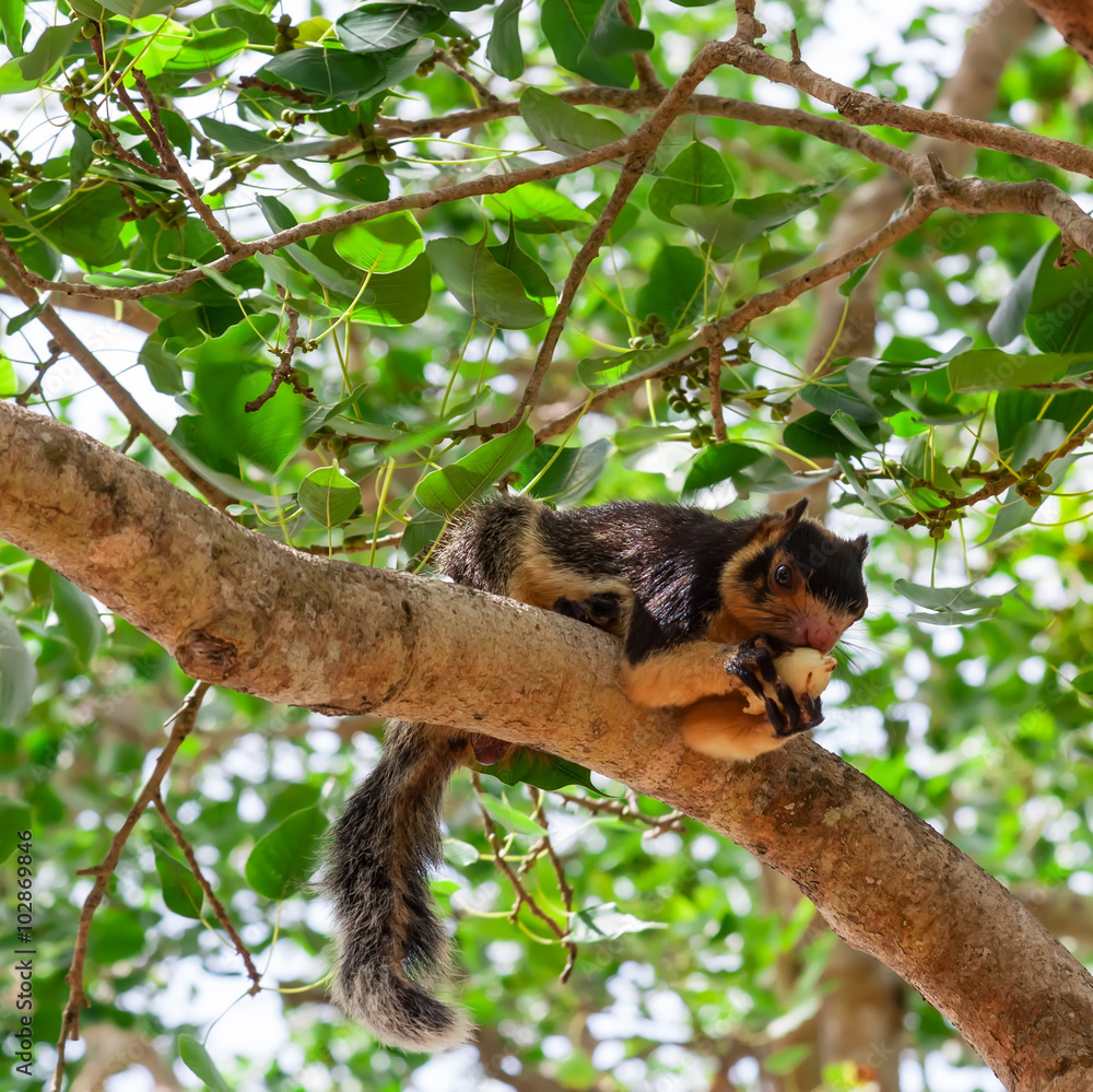 Fototapeta premium Black Giant Squirrel.