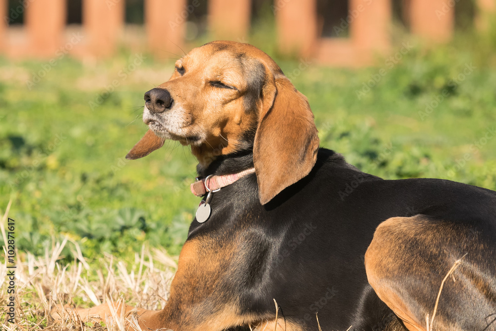 Hunt dog portrait at a park resting and enjoying the sun with the eyes closed.
