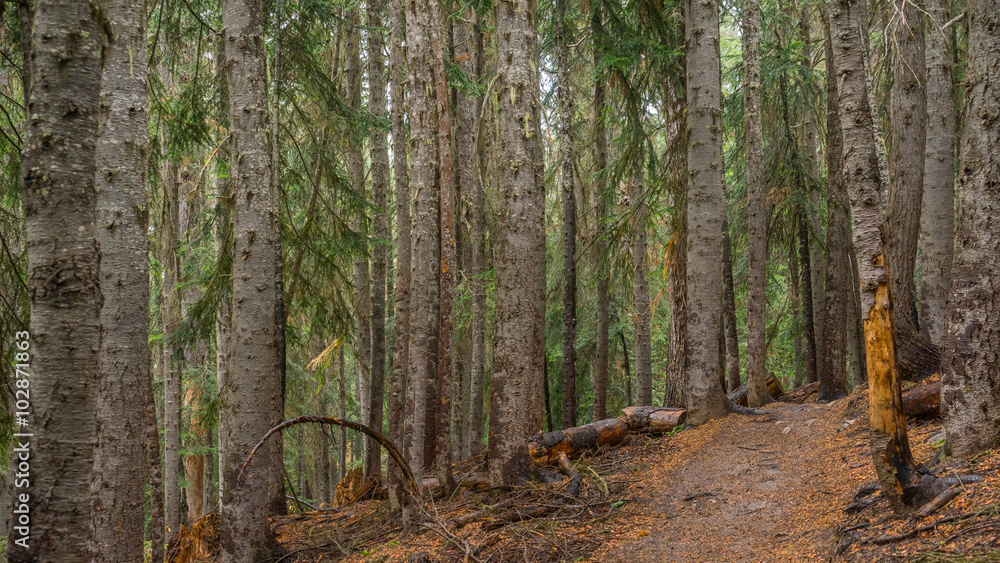 Fototapeta premium A path in the thick spruce forest. BLUE LAKE TRAIL, Washington state