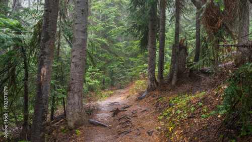 Dense autumn forest, BLUE LAKE TRAIL, Washington state