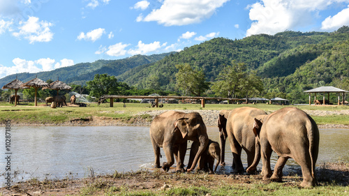 elephant herd with a baby elephant at a billabong 