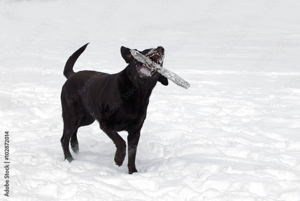 Chocolate Labrador Retriever with stick. Chocolate Labrador Retriever with stick.