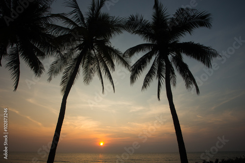 Coconut palm tree silhouettes at sunset  sunrise 