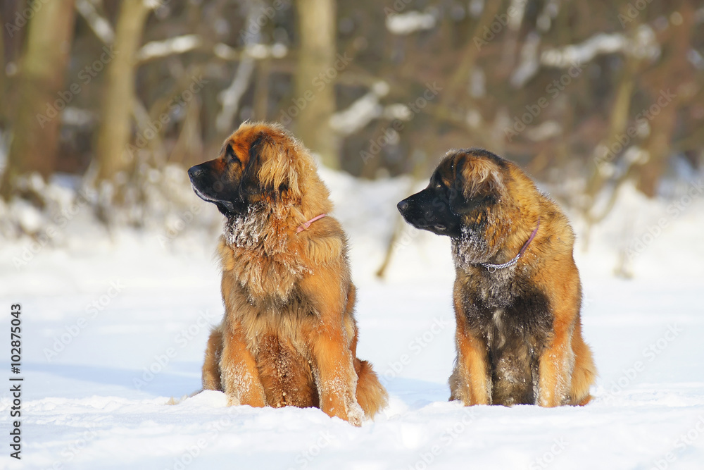Naklejka premium Two Leonberger dogs sitting side by side on the snow at sunny weather