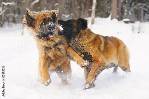 Two Leonberger dogs running and playing in the snow