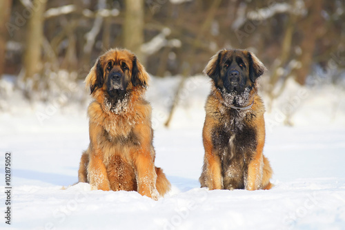 Two Leonberger dogs sitting side by side on the snow at sunny weather © Eudyptula