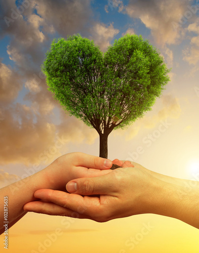 Child and male hands holding a tree in the shape of heart at sunset