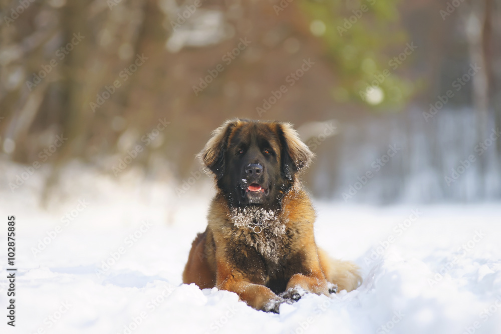 Leonberger dog lying in the snow at sunny weather