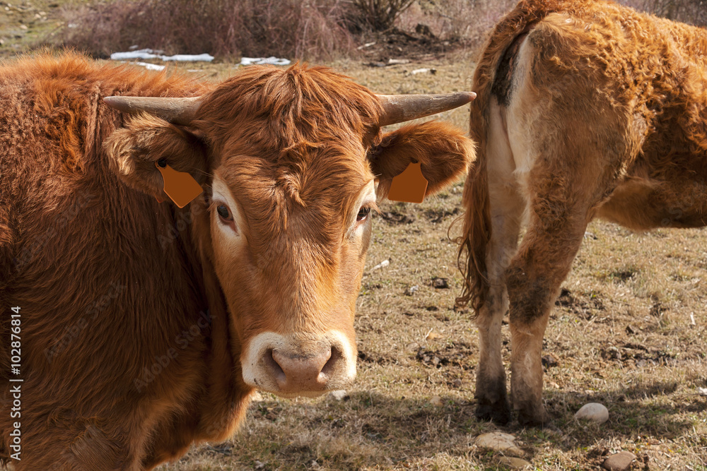 oxen and cows grazing in a valley of León, Spain