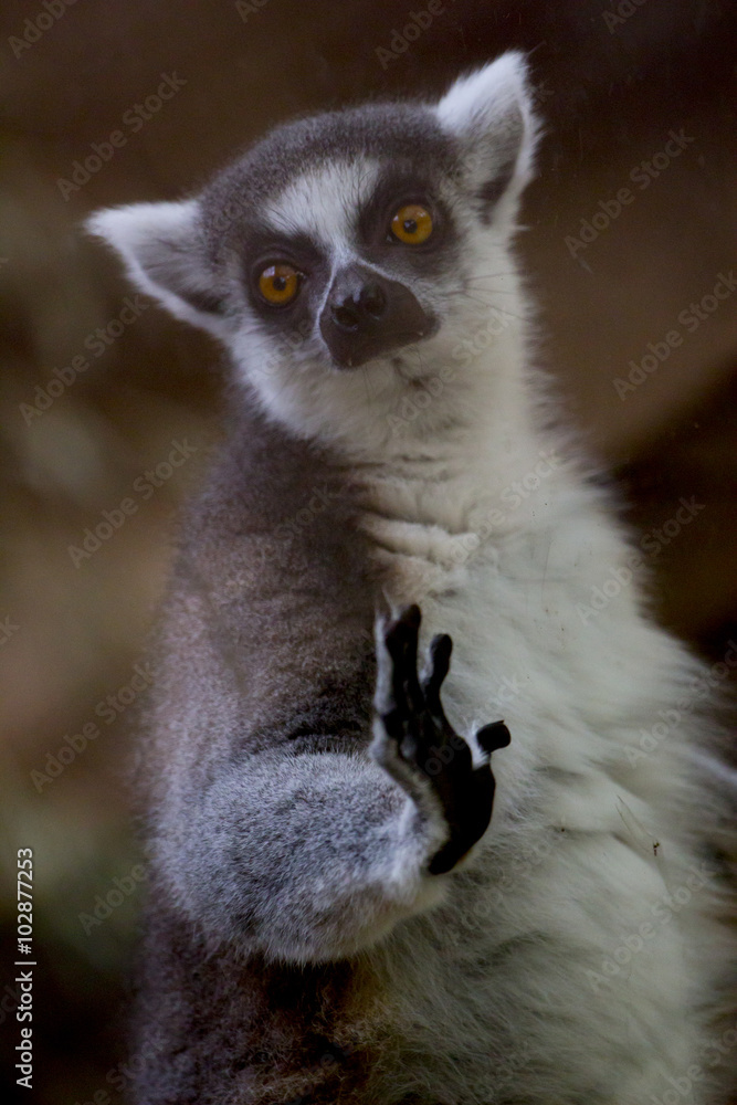 Fototapeta premium Lémur gracioso