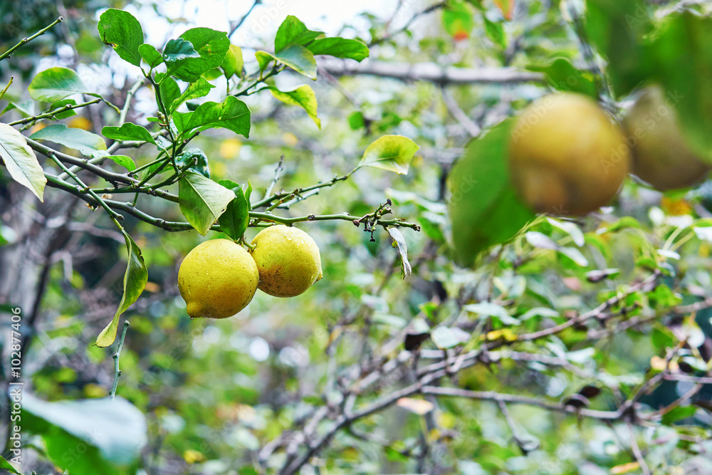 Fresh ripe lemons on a tree branch