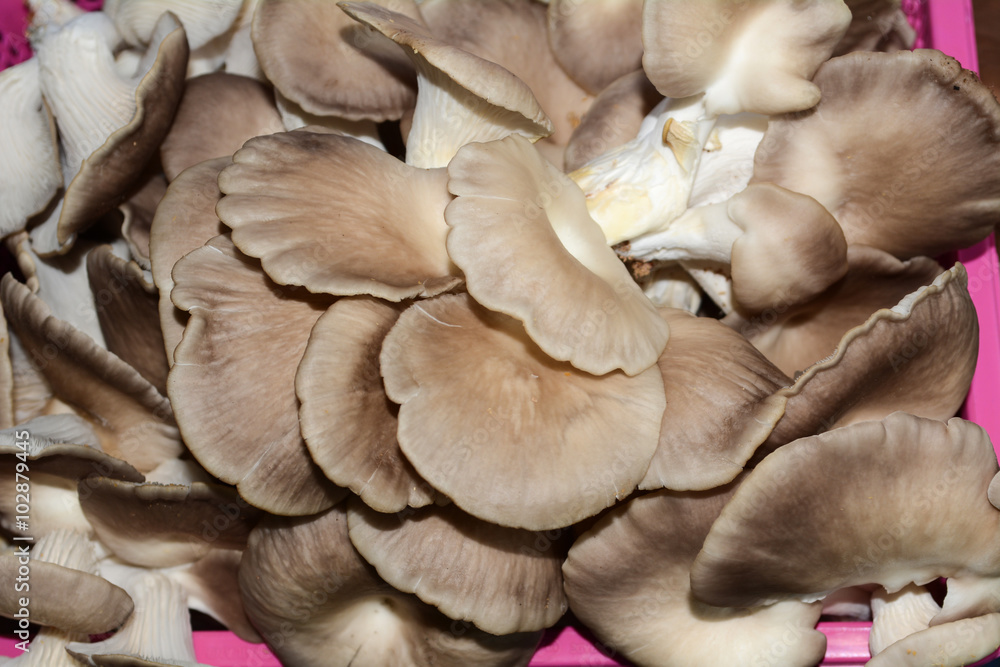 Obraz premium Oyster Mushroom