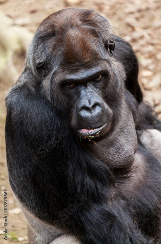 Gorilla schaut  © filmbildfabrik