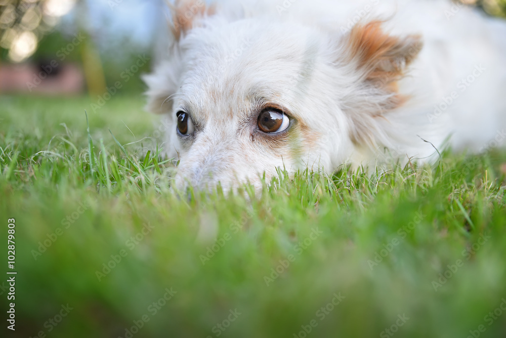 white dog 