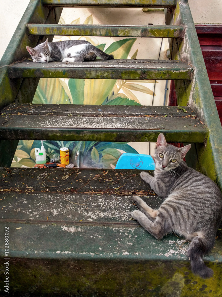 Kittens on stairs Stock Photo Adobe Stock