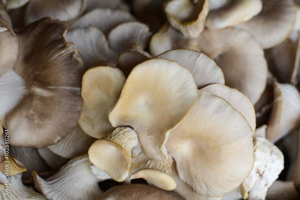 Oyster Mushroom Oyster Mushroom