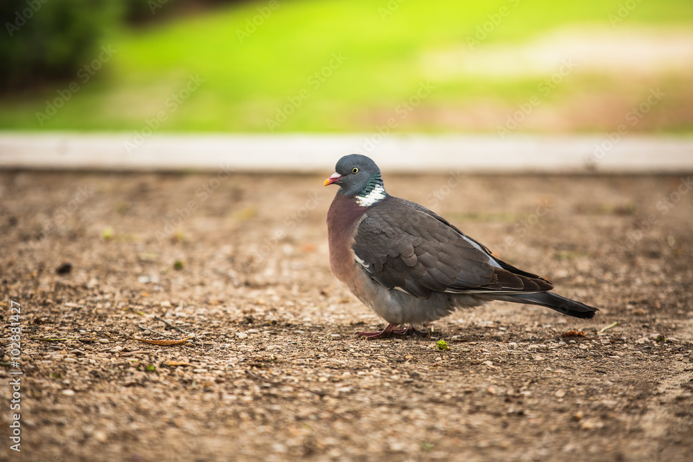 Obraz premium Dove. Beautiful pigeon in Tuilleries garden in Paris, France