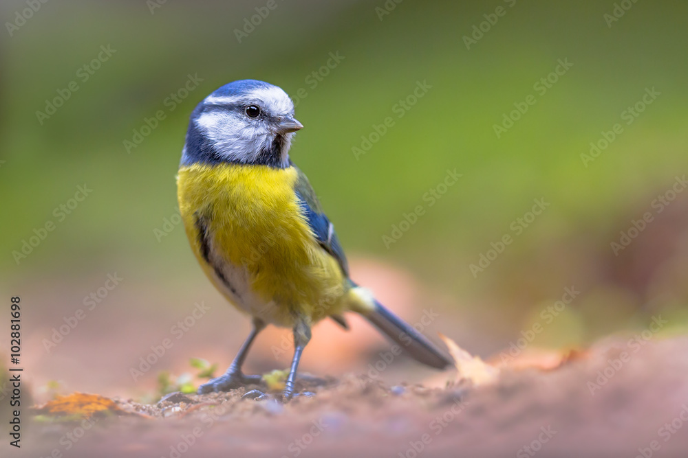 Fototapeta premium Eurasian blue tit resting on forest floor