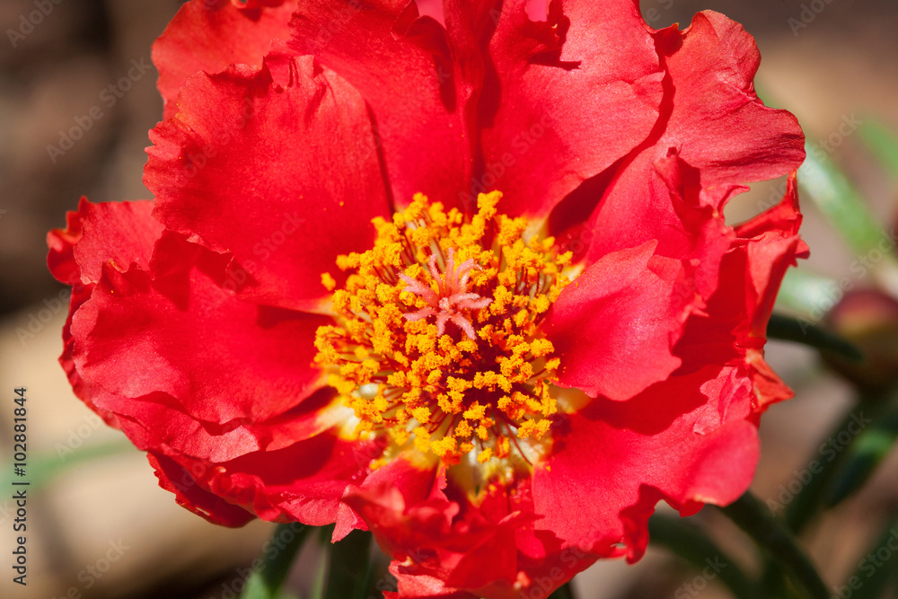 Portulaca Grandiflora