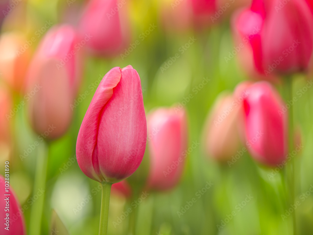 Colorful Keukenhof Tulips