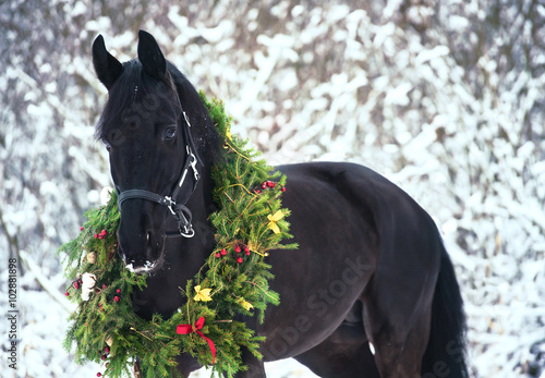 Christmas portrait of black beautiful horse