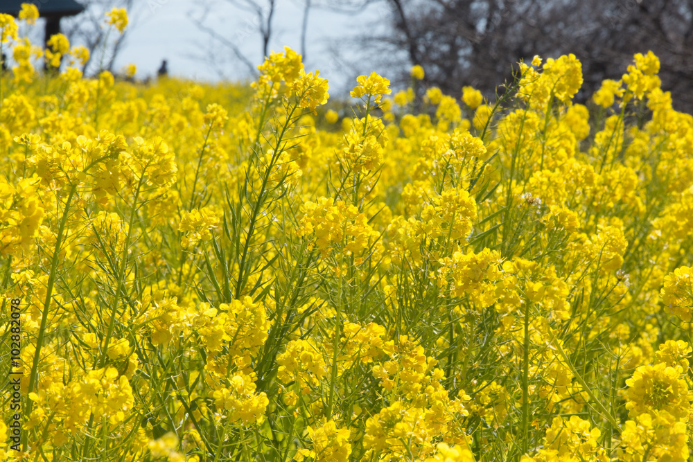 菜の花畑(二宮町吾妻山公園) 菜の花畑(二宮町吾妻山公園)