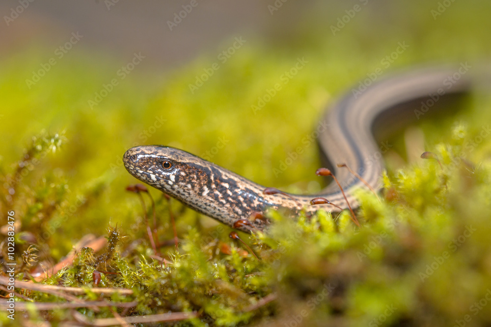 Naklejka premium Slow worm creeping on moss