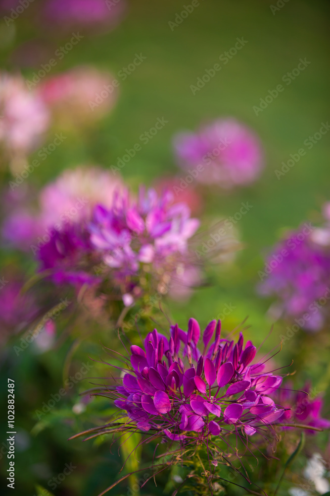 Cleome hassleriana or Pink queen spider flowers Cleome hassleriana or Pink queen spider flowers