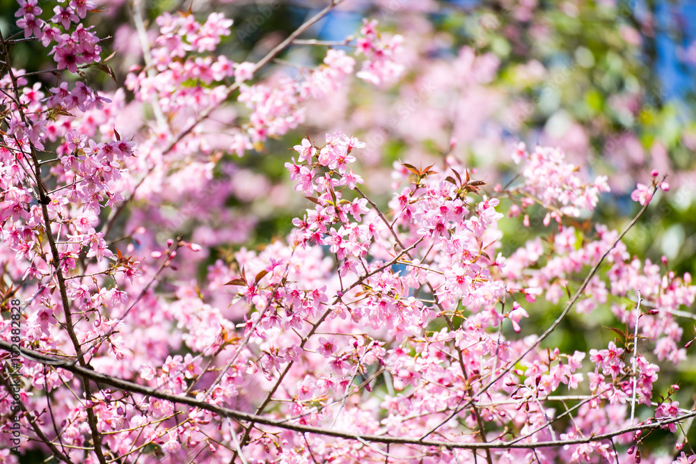 Pink sakura, Cherry blossom.