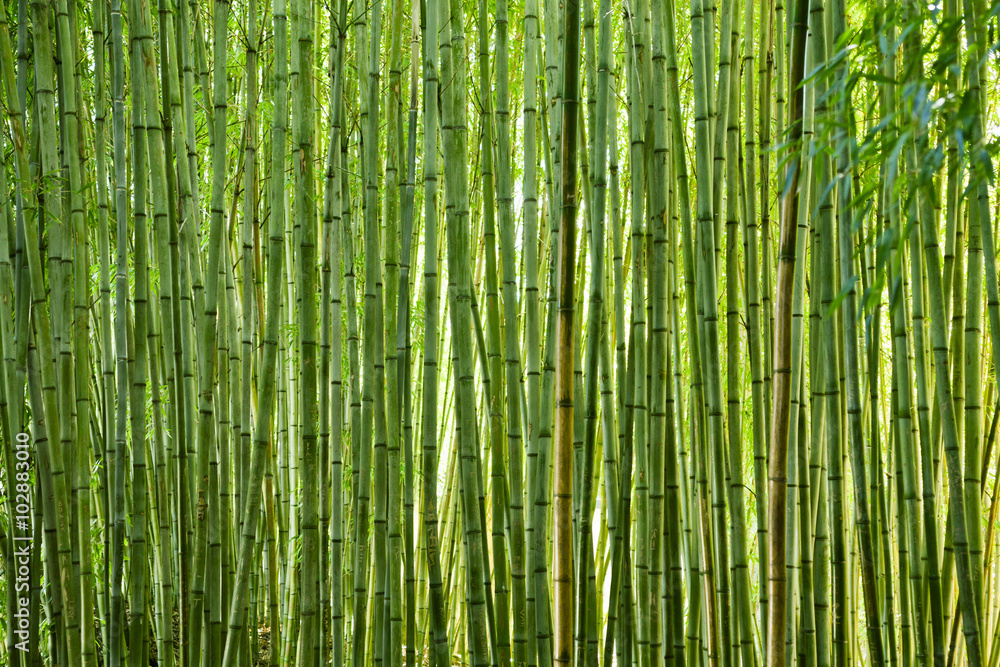Obraz premium Bujny zielony bambus