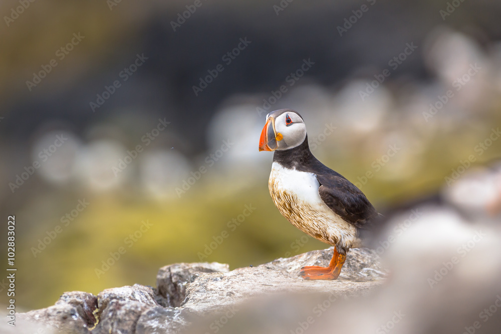 Fototapeta premium Puffin on rock in breeding colony
