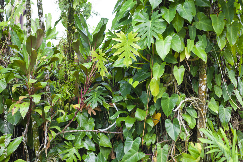 Lush green jungle background Lush green jungle background
