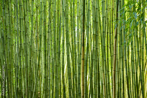 Lush green bamboo © enjoynz