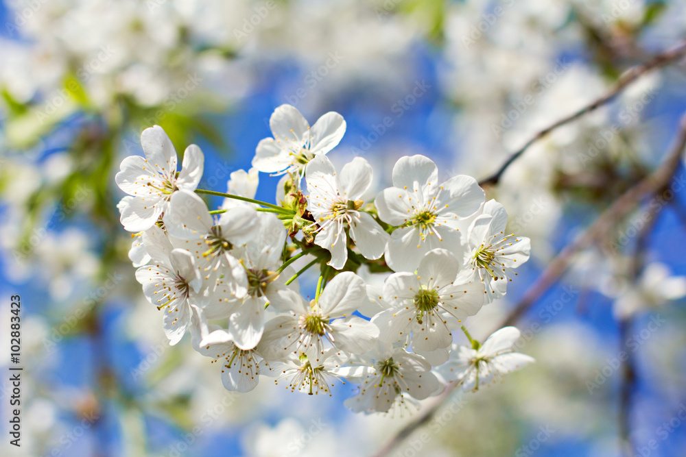 Obraz premium Cherry blossoms on a branch in the sunshine. Tonning photo