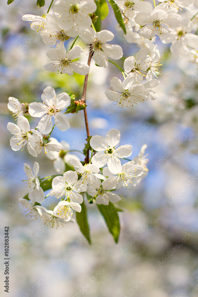 Obraz premium Cherry blossoms on a branch in the sunshine. Tonning photo