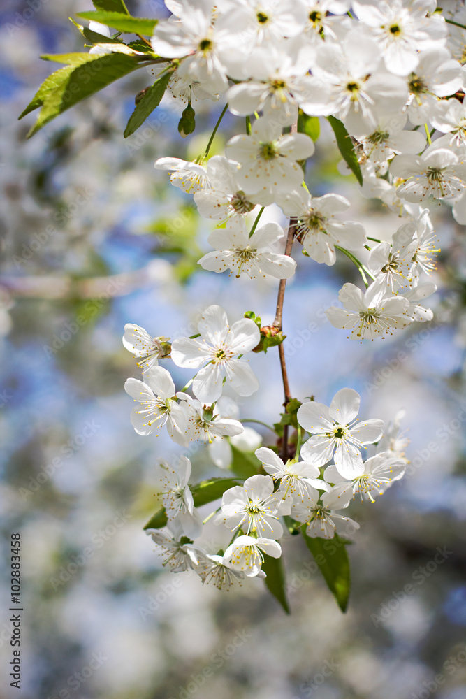 Obraz premium Cherry blossoms on a branch in the sunshine. Tonning photo
