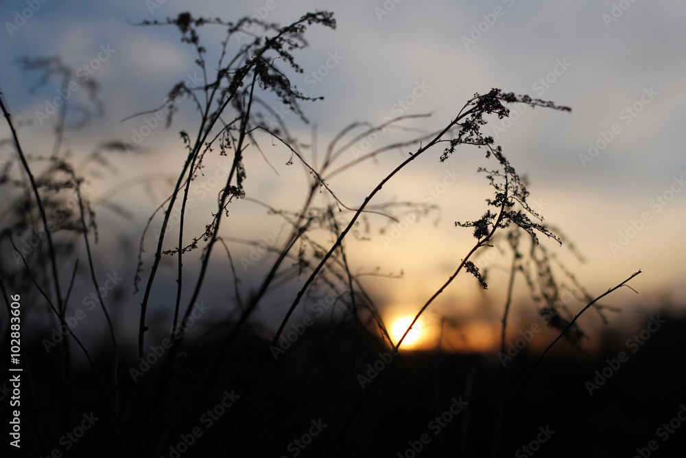 Obraz premium branches against setting sun