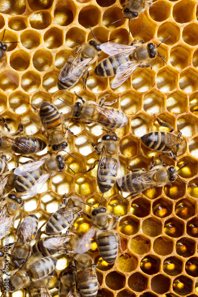 Working bees Working bees