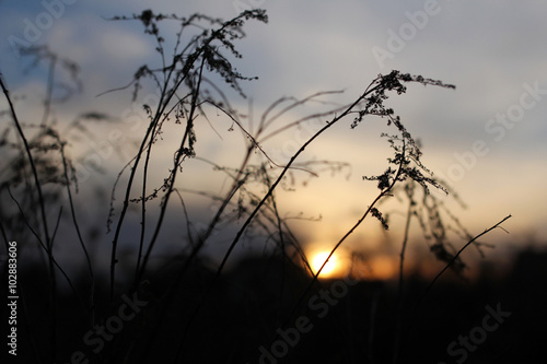 branches against setting sun