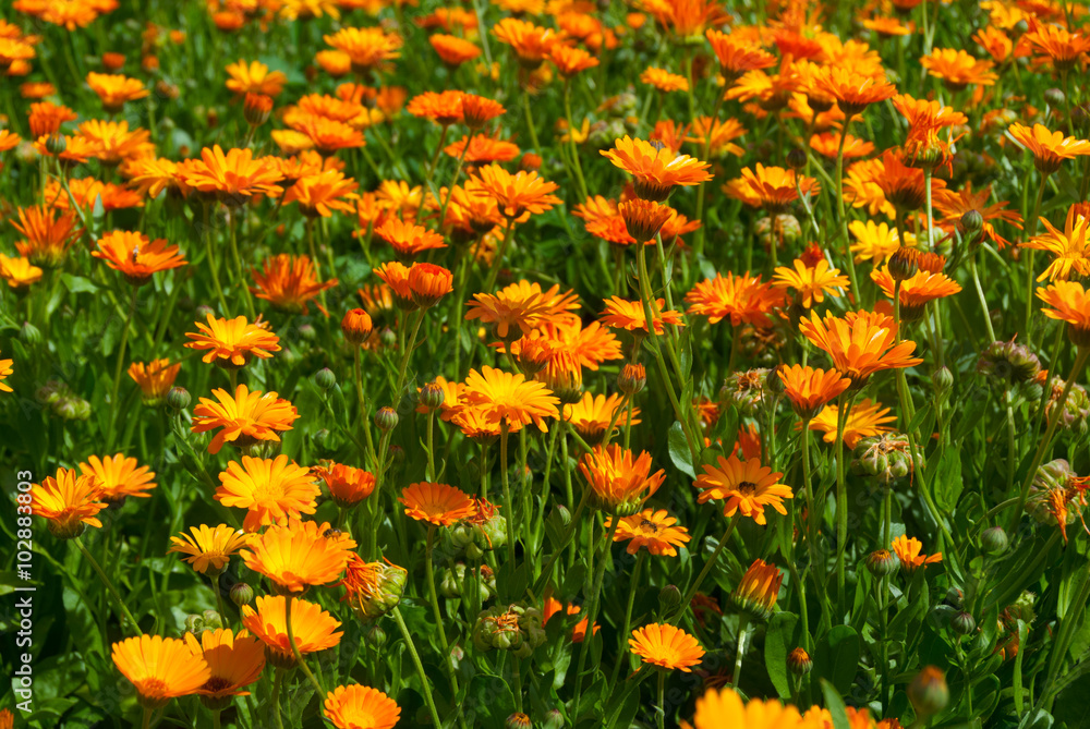 Field of chamomiles background