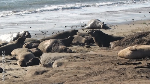 Northern elephant seal (Mirounga angustirostris)