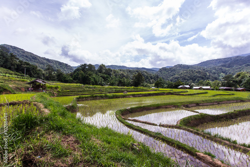 Green Terraced Rice Field in Mae Klang Luang, chiangmai Thailand