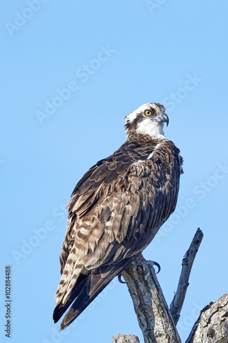 Osprey Perched on Tree 
