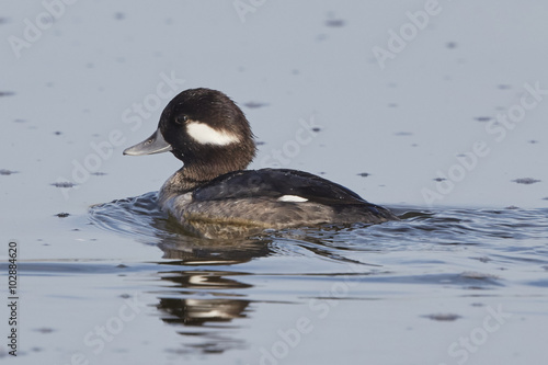 Female Bufflehead Duck Swimming