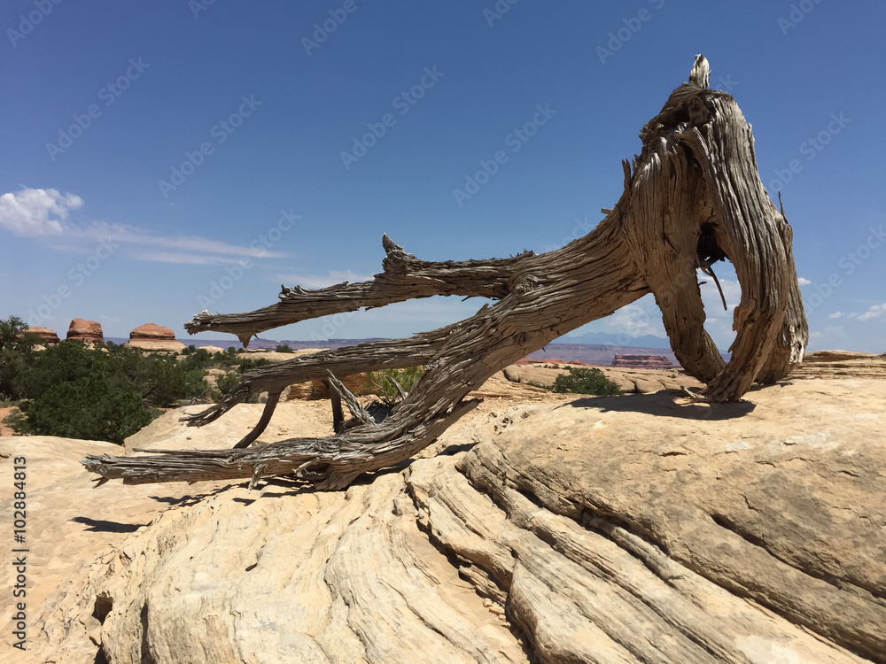 Fototapeta premium Dried Juniper in Stone Desert