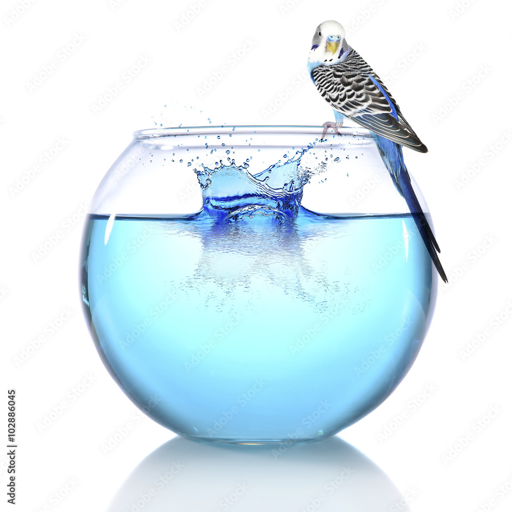 Fish bowl with water and little blue parrot on it isolated on white Fish bowl with water and little blue parrot on it isolated on white