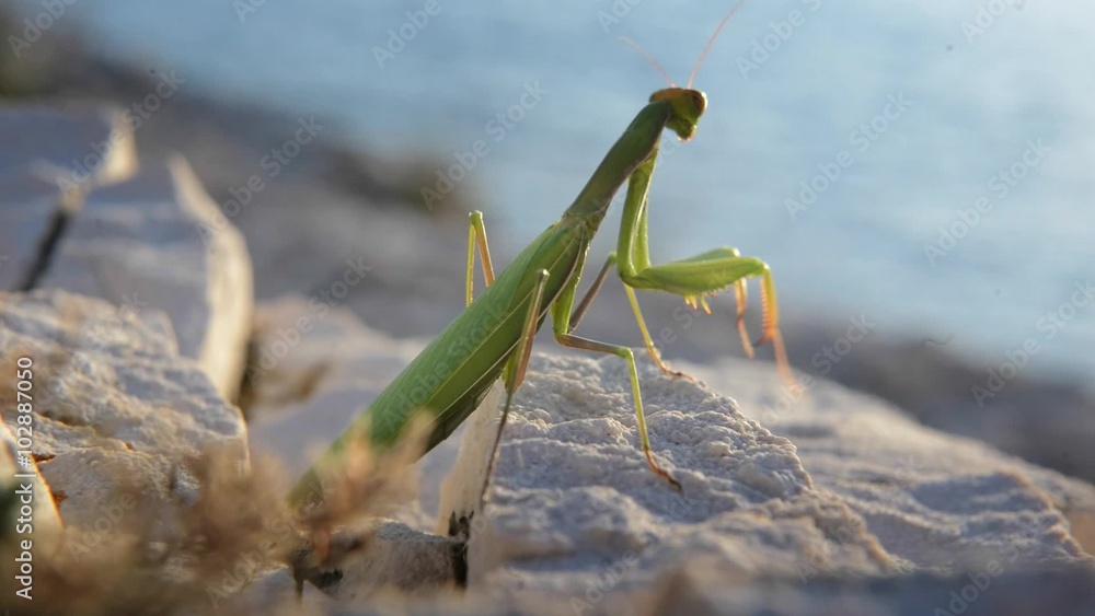 Large green locust Large green locust
